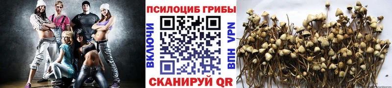 Галлюциногенные грибы Psilocybine cubensis  Купить закладки  Нерчинск 